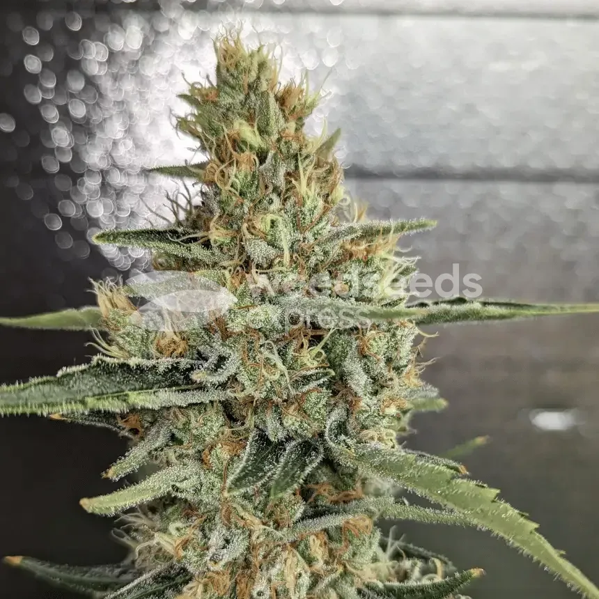 Jack Herer Feminized Cannabis Seeds - WSE USA